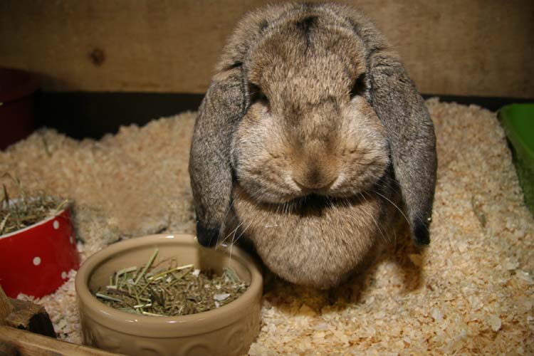 Bridey our Baby French Lop